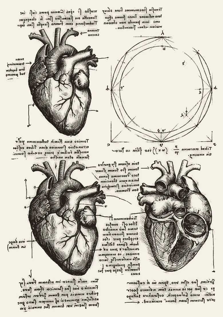 Lámina de estudio: tres vistas anatómicas de un corazón y una construcción geométrica de un círculo inscrito en un cuadrado, a plumilla.